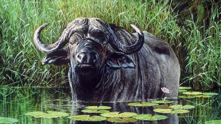 Majestic Buffalo in Serene Waters wallpaper