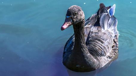 Majestic Goose on Tranquil Waters wallpaper