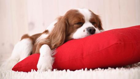 Sleeping Cavalier King Charles Spaniel on Red Pillow wallpaper