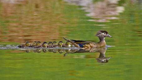 Mother Duck Leading Ducklings on Lake wallpaper