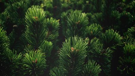 Pine Tree Close-Up in Rich Green wallpaper