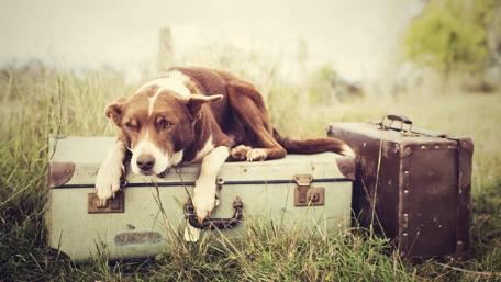 Lonely Dog with Suitcases in a Field wallpaper