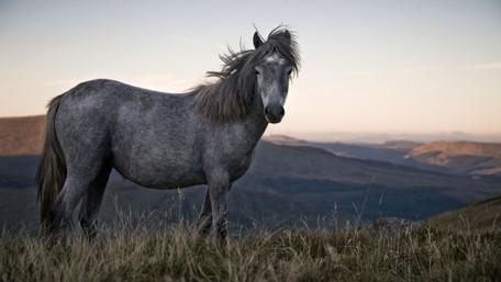 Majestic Horse in a Serene Landscape wallpaper