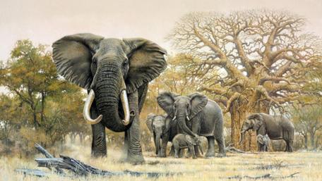Majestic Elephant Family in the Wild wallpaper