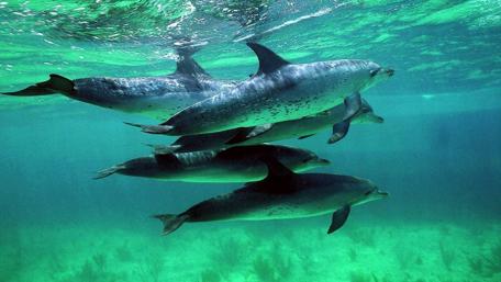 Graceful Dolphins Beneath the Waves wallpaper