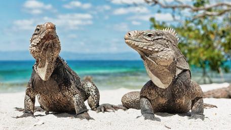 Iguanas Enjoying the Caribbean Sun on Iguana Beach wallpaper