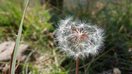 Delicate Dandelion Seeds in Nature's Embrace wallpaper
