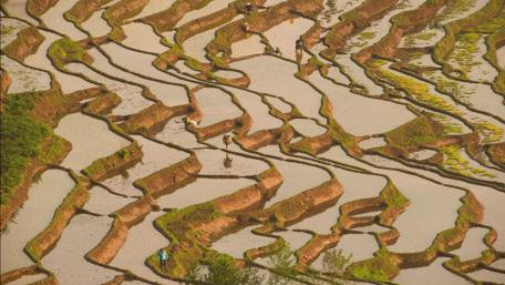 Terraced Rice Fields in Vibrant Asia's Heartland wallpaper