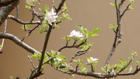 Elegant Blossoms on Branches in Springtime Beauty wallpaper
