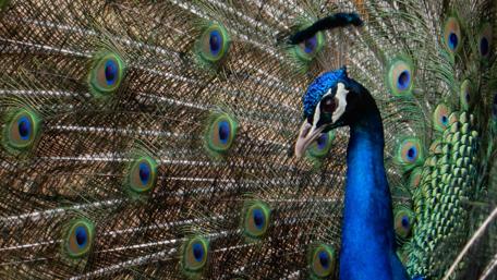 Majestic Blue Peacock Displaying Its Feathers wallpaper