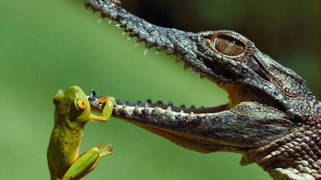 Frog and Alligator Friendship in Nature's Embrace wallpaper