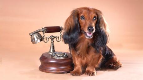 Retro Dog with Vintage Telephone Wallpaper wallpaper