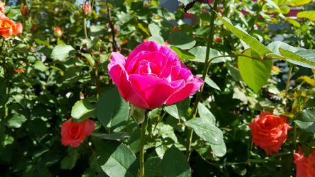 Vibrant Pink Roses in Bloom wallpaper