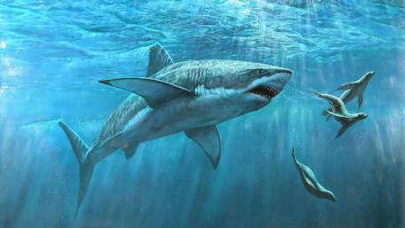 Shark and Seals Underwater Adventure wallpaper