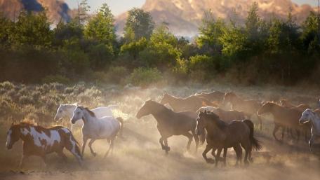 Wild Horses Galloping in Sunlit Wilderness wallpaper