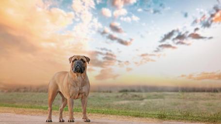 Majestic Mastiff in Tranquil Landscape wallpaper