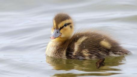 Adorable Duckling Swimming in Calm Waters wallpaper