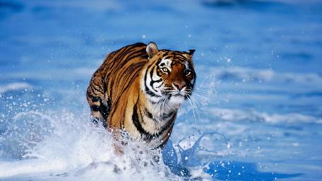 Majestic Tiger in Blue Waters wallpaper