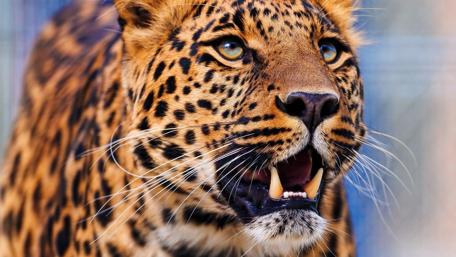 Majestic Leopard in Its Striking Glory wallpaper