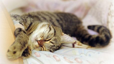 Peaceful Kitty Slumber wallpaper