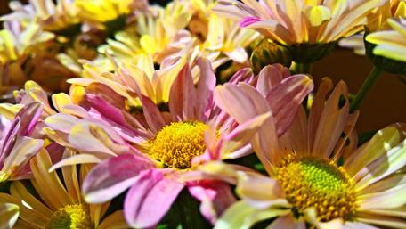 Blooming Chrysanthemums in Soft Colors wallpaper
