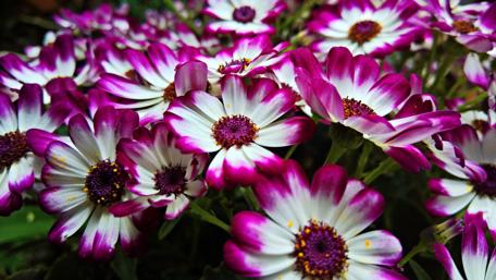 Vibrant Purple and White Blossoms Showcase Nature's Beauty wallpaper