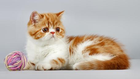 Adorable Kitten with Yarn Ball wallpaper