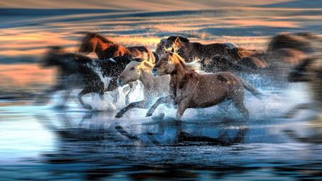 Galloping Freedom Through Water and Light wallpaper