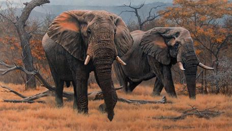 Majestic Elephants in Autumn Wilderness wallpaper