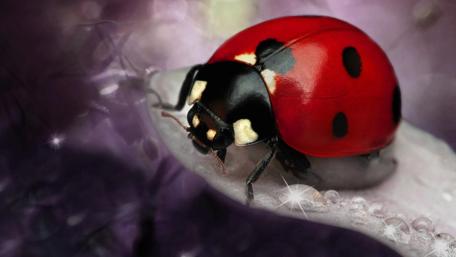 Ladybird on a Dewy Leaf wallpaper