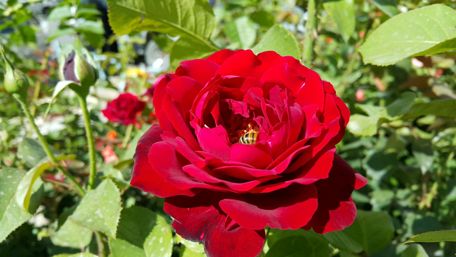 Vibrant Red Rose Blooms in Nature's Embrace wallpaper