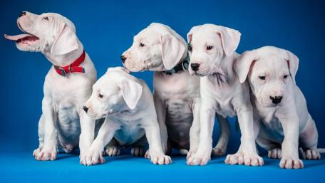 Playful Puppies on a Bright Blue Background wallpaper