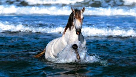 Majestic White Horse Galloping in Ocean Waves wallpaper