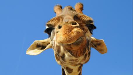 Giraffe Face Up Close and Personal wallpaper