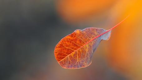 Autumn Leaf in Macro Splendor wallpaper