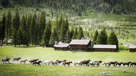 Wild Horses and Tranquil Countryside wallpaper
