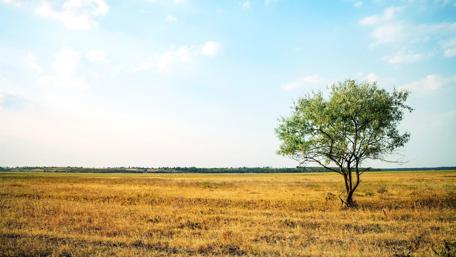 Lonely Tree in a Vast Field wallpaper