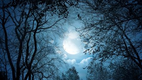 Mystical Moonlit Forest Canopy wallpaper