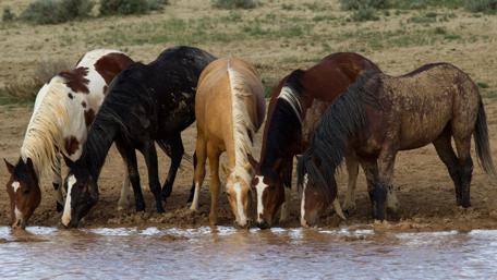 Majestic Horses Gathering at the Waterhole wallpaper