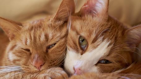 Cozy Cat Nap wallpaper