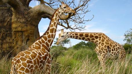Majestic Giraffes in the Savanna Scene wallpaper