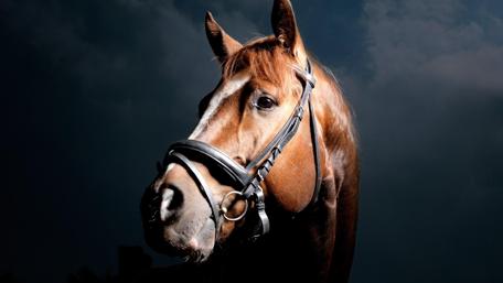 Majestic Horse in Harness wallpaper