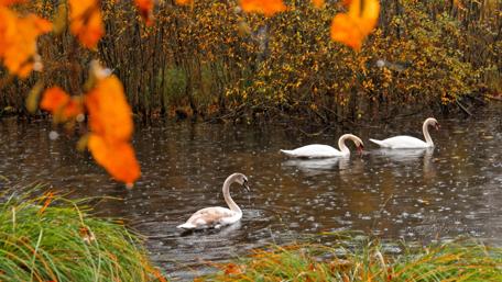 Swan Serenity in the Rain wallpaper