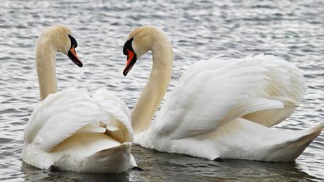 Graceful Swans on Serene Waters wallpaper