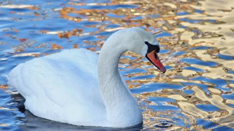 Graceful Swan Gliding on a Tranquil Lake wallpaper