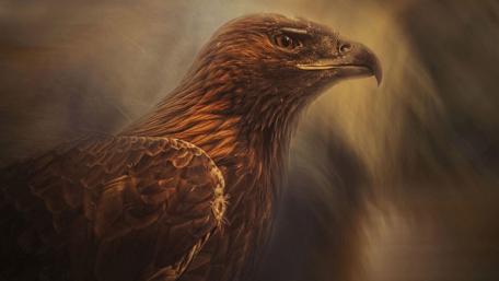 Majestic Eagle in Artistic Splendor wallpaper