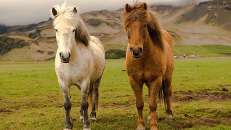 Horses in Majestic Landscape wallpaper