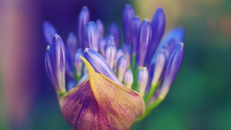 Exquisite Macro Flower in Bloom wallpaper
