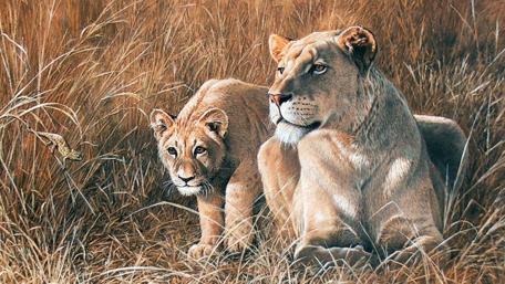 Majestic Lions in Serene Wilderness wallpaper
