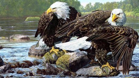 Majestic Eagles by the River wallpaper